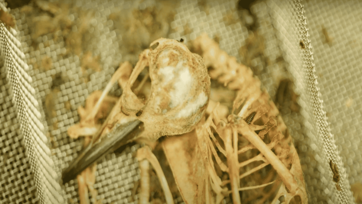 An almost completely dermestid cleaned bird skeleton.