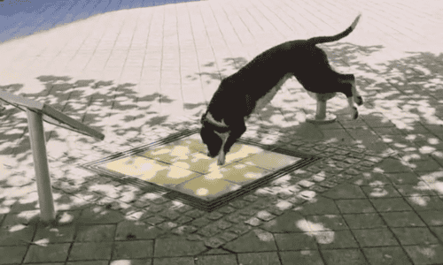 Dog Makes A Musical Masterpiece