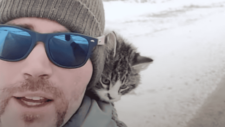 Hiker Discovers Freezing Kitten in the Snow and Saves Its Life