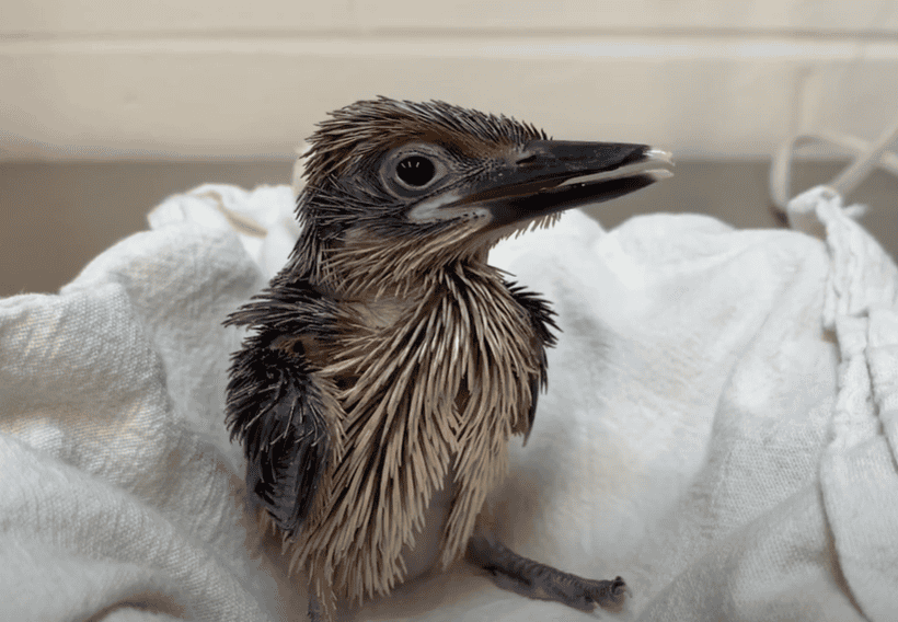Guam Kingfisher Chick at the Smithsonian Conservation Biology Institute