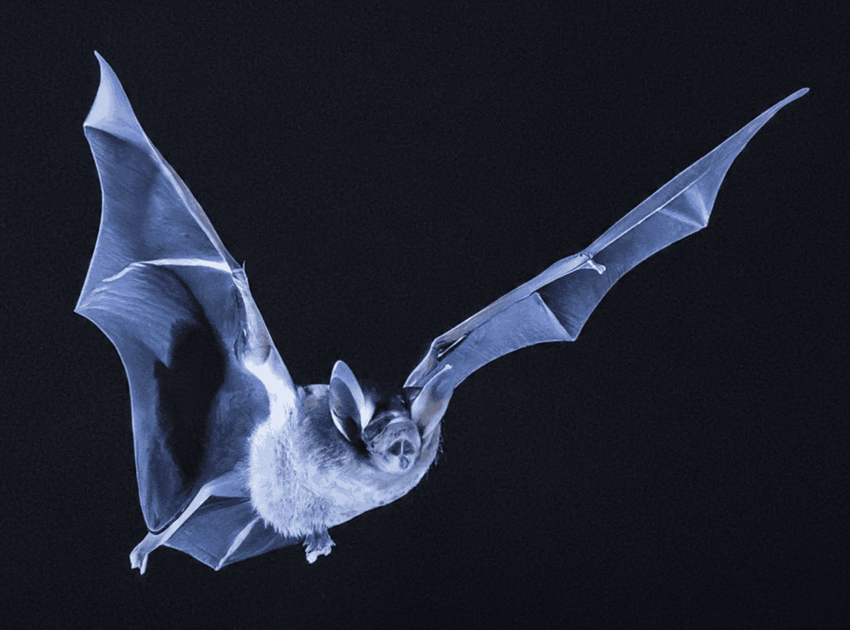Mexican free-tailed bat