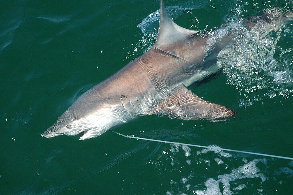 Shark study