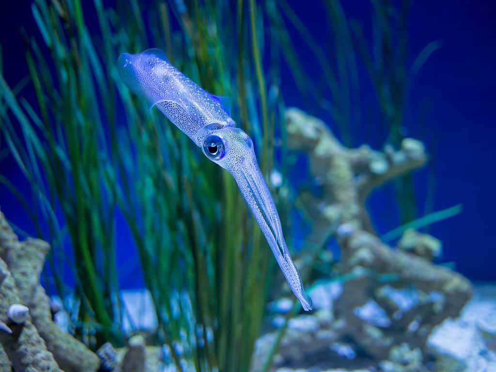 Squid