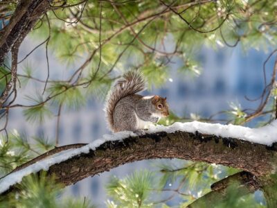 Keeping Squirrels Away from Your Garden Crops