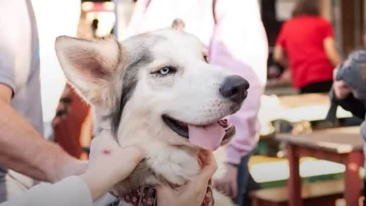 Agonizingly Hungry Husky Fights For Survival