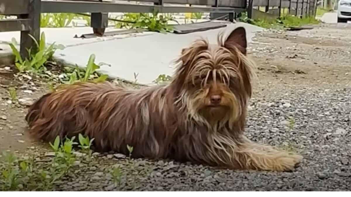 Stray Dog