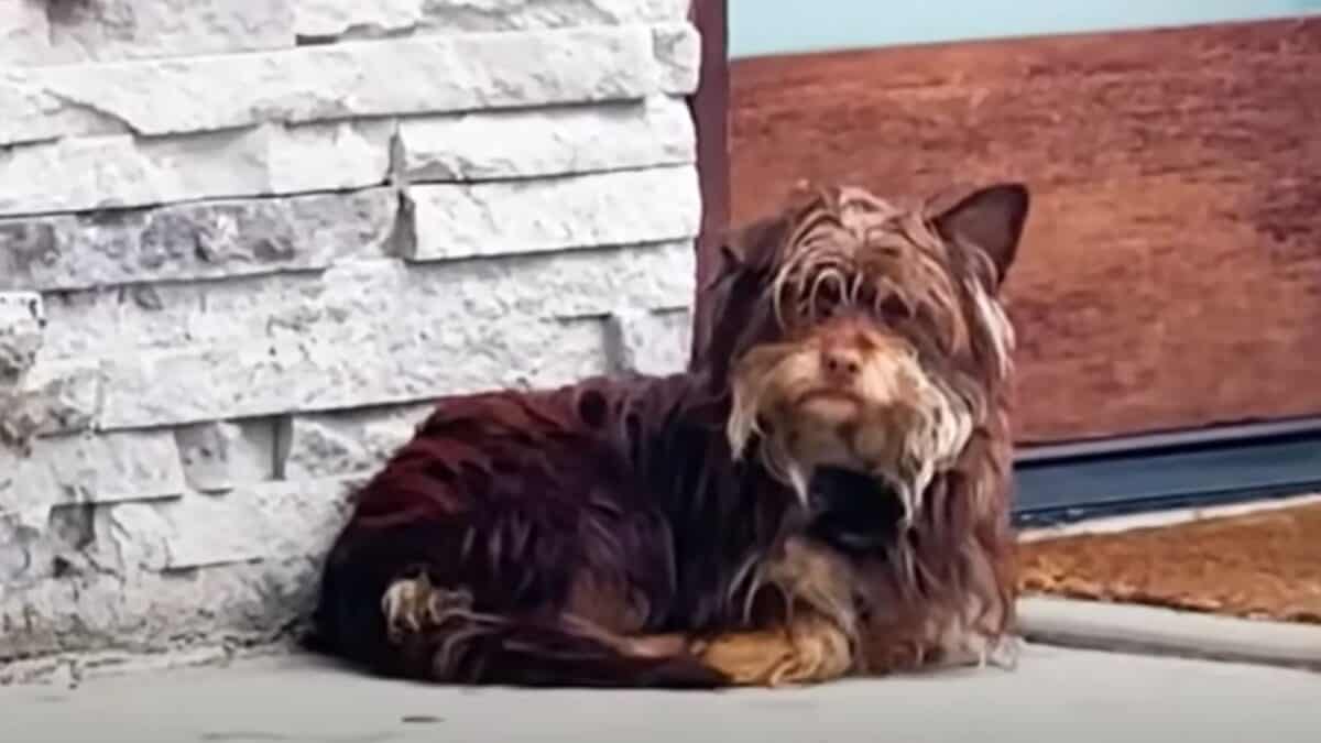 Stray Dog