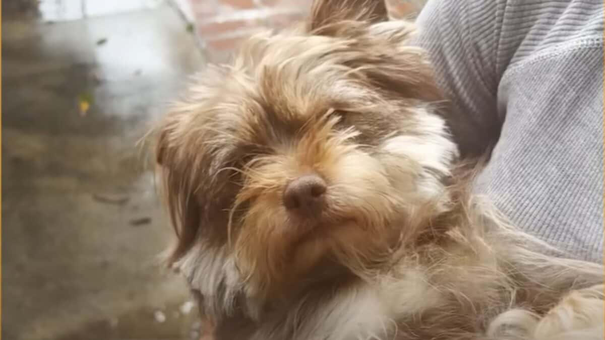 Stray Dog