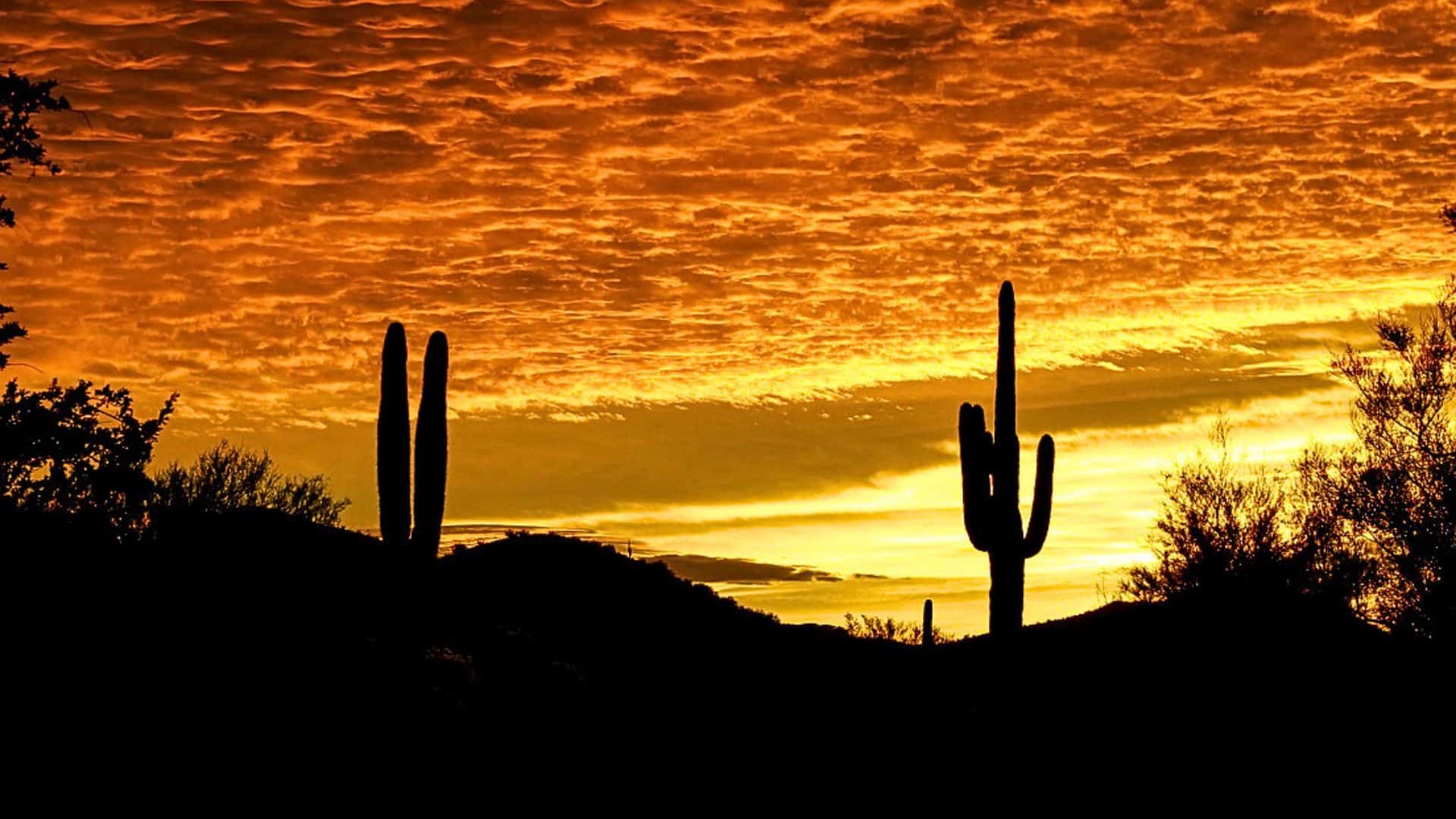 Arizona heat streak