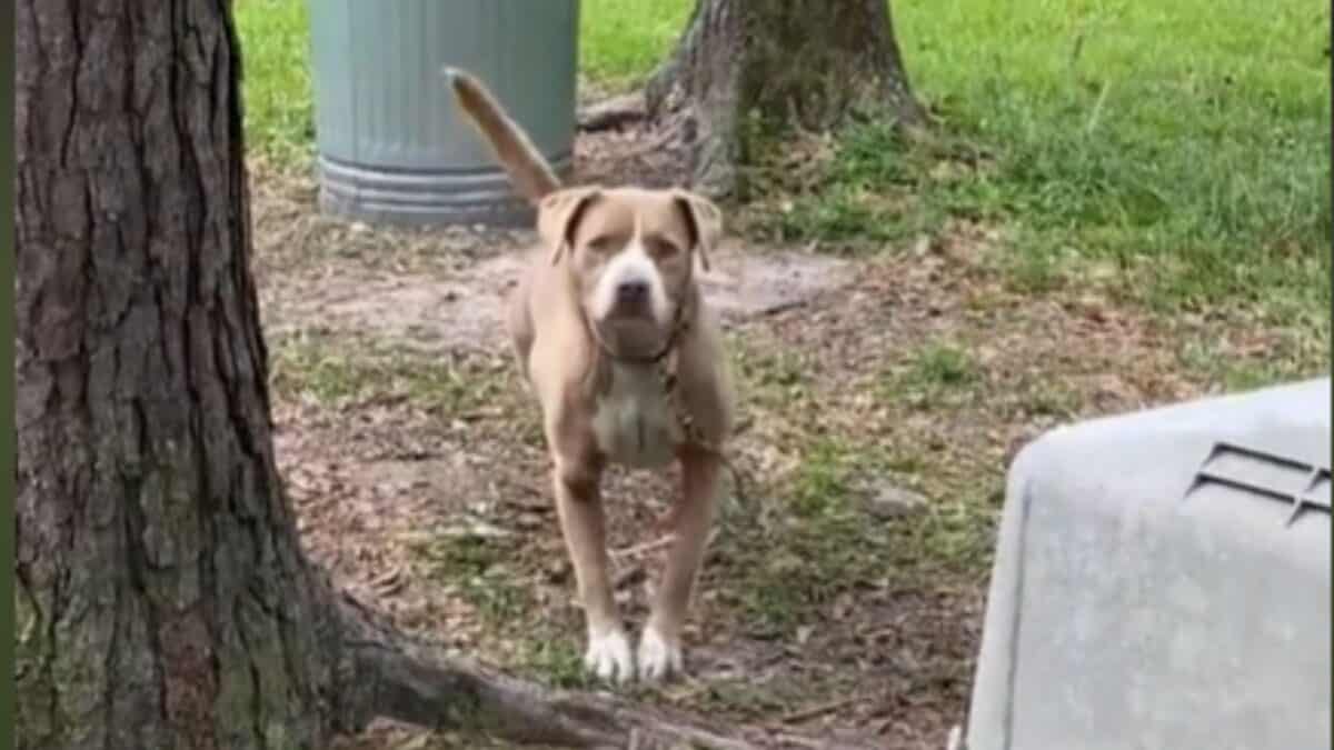 Dog