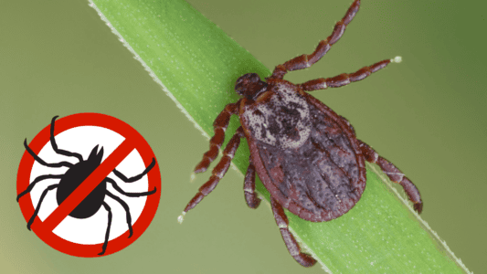 11 Effective Natural Tick Remedies You Need to Try