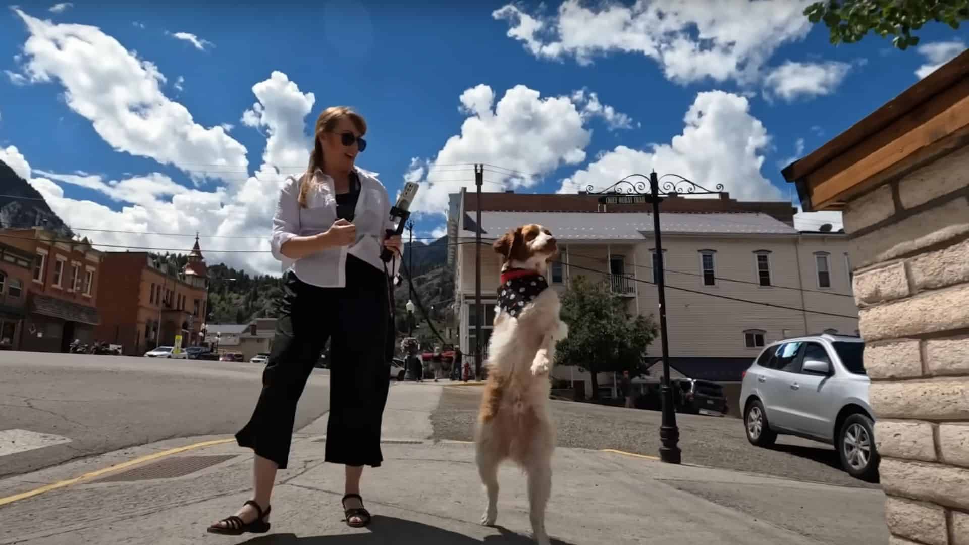 dog walks like a human 