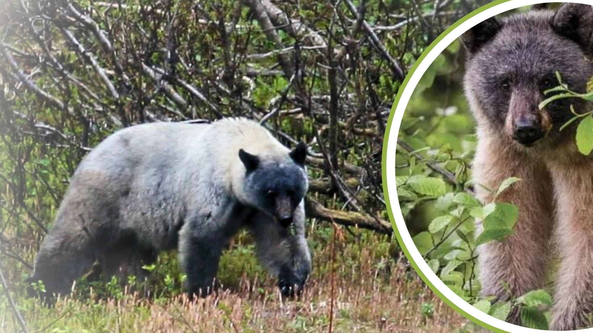 8 Facts Scientists Finally Know About North America's Rarest and Most Mysterious Bear