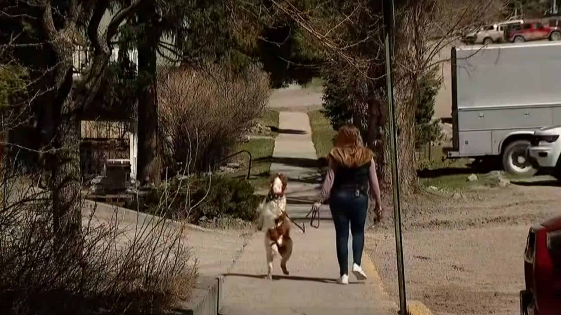 dog walks like a human 