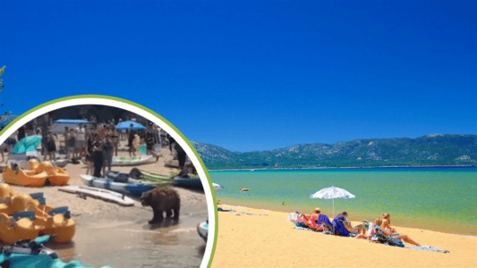 Large Black Bear Enjoying a Stroll on Crowded California Beach Captured on Video