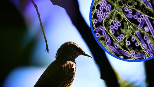 Officials Alarmed When Missouri Documents Its First Human Case of Bird Flu Without Animal Contact