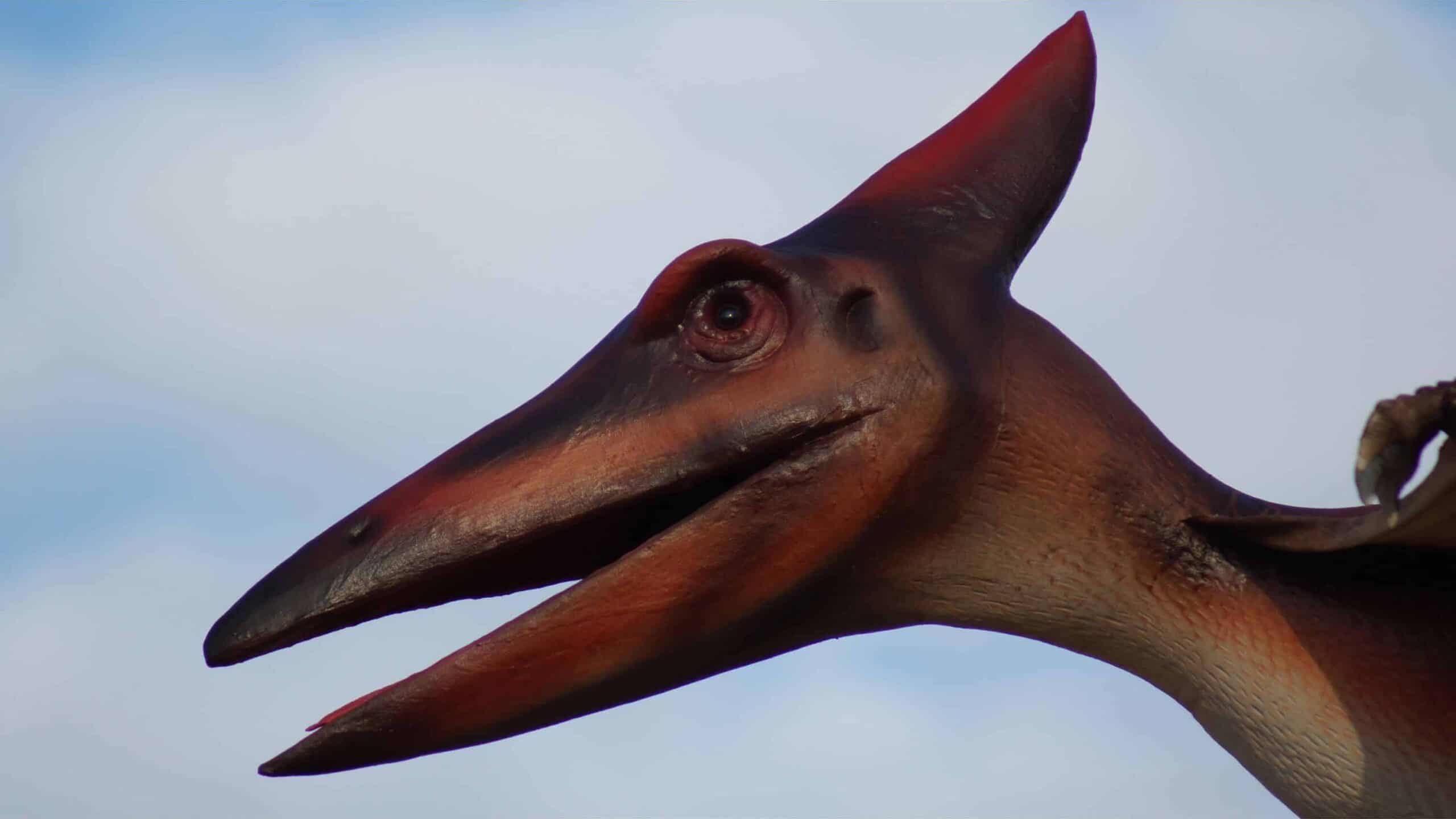 pterosaur