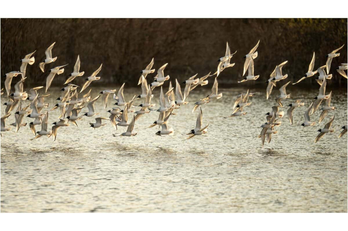 tern