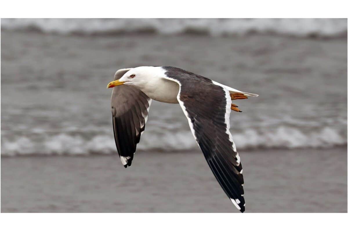 gull