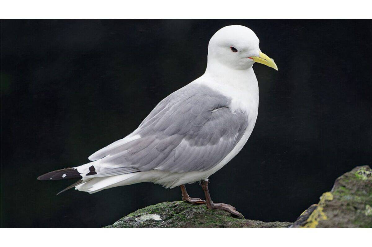 kittiwake