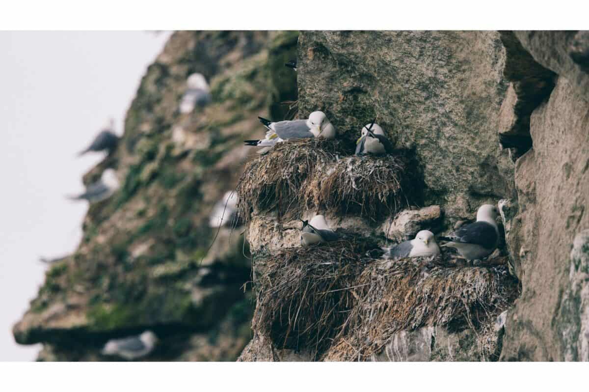 kittiwake