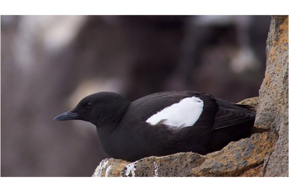 Guillemot