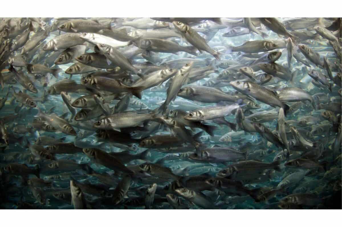 fish