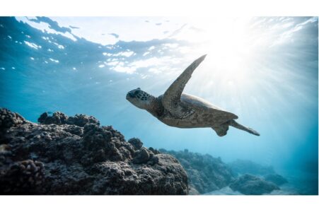 Sea Turtles May Use Earth’s Magnetic Field to Find Home