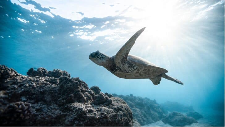 Sea Turtles May Use Earth&rsquo;s Magnetic Field to Find Home