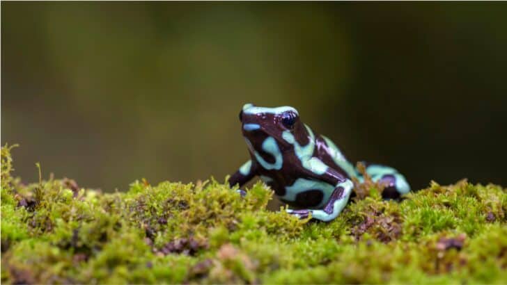 The 9 Most Venomous Creatures You’d Never Guess Could Kill You