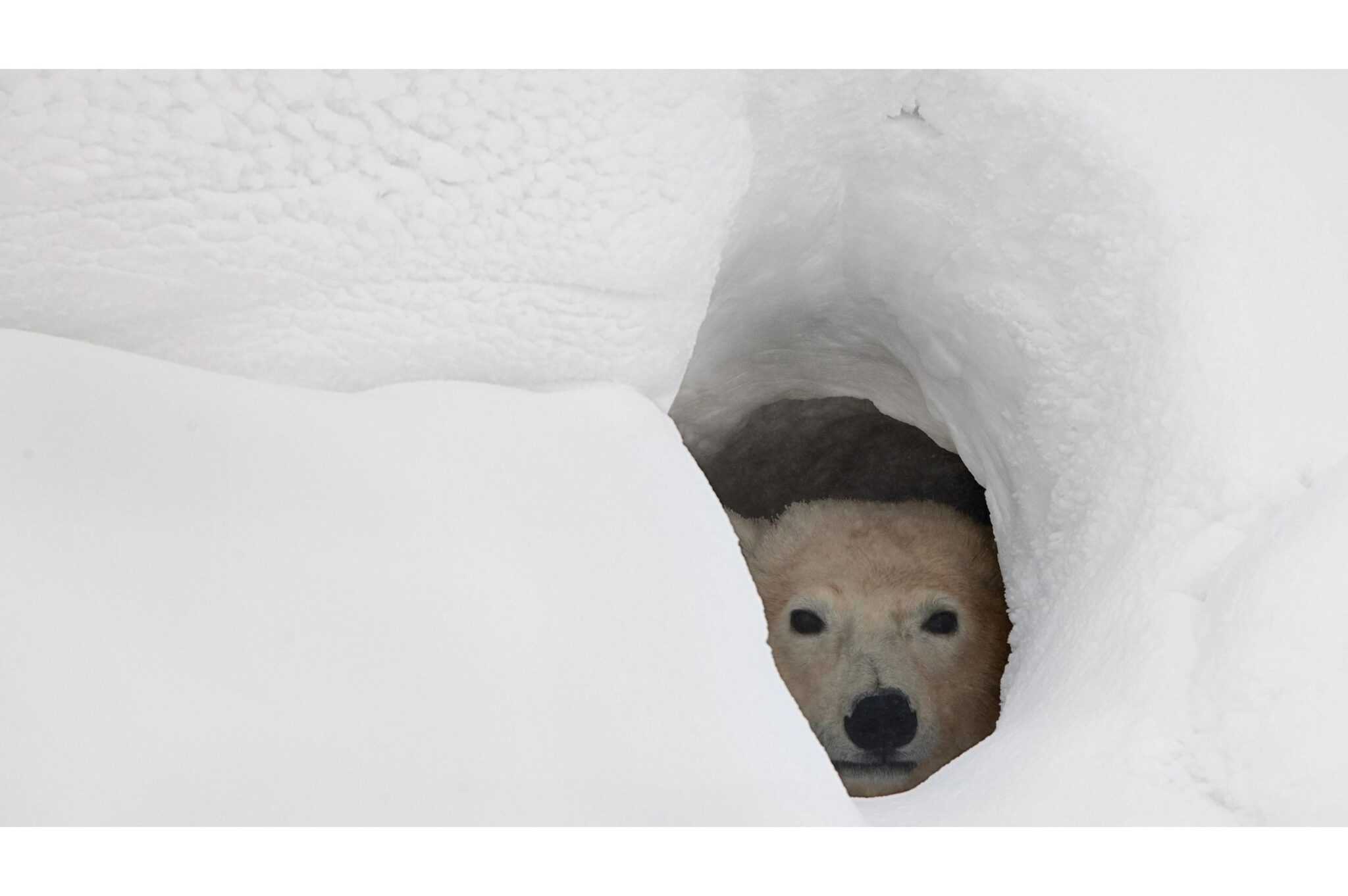 What if polar bears go extinct who s to blame animals around the globe