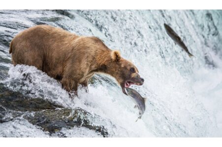 Salmon, Bears, and Eagles: The Life Cycle of the Northwest