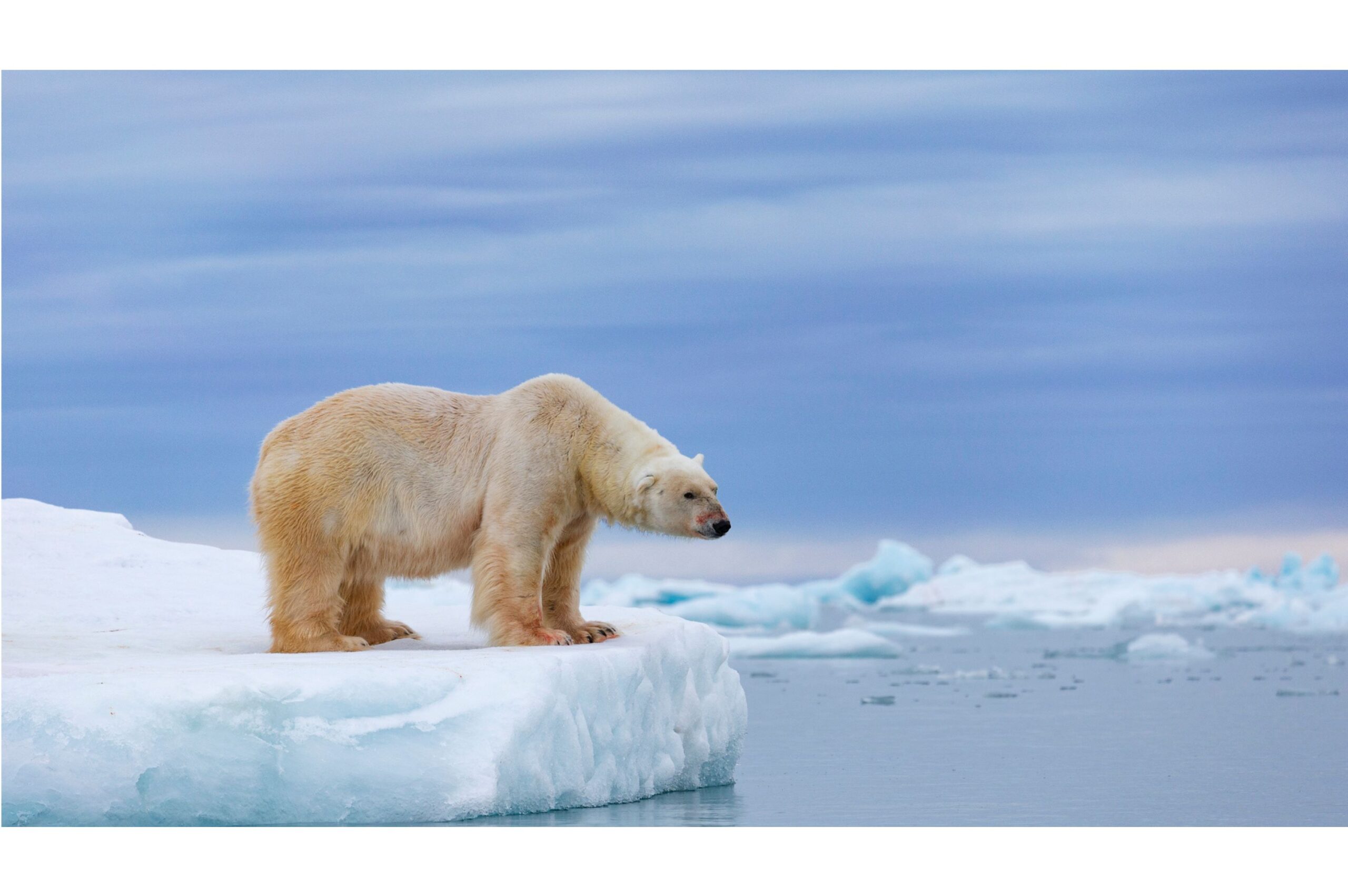 polar bear