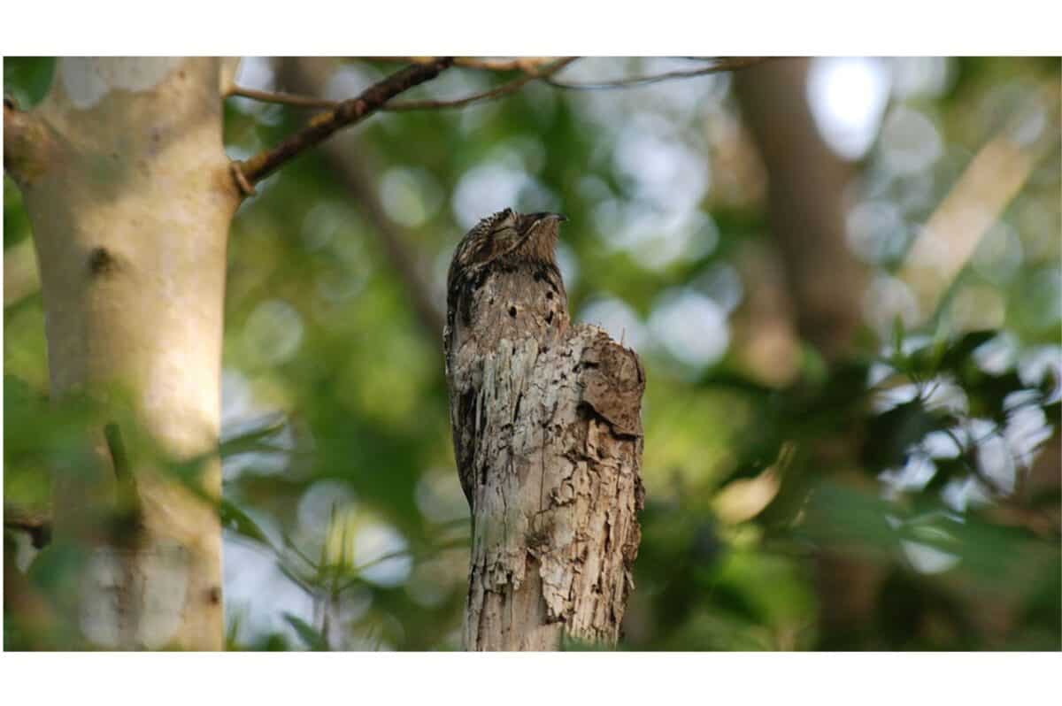 Potoo bird