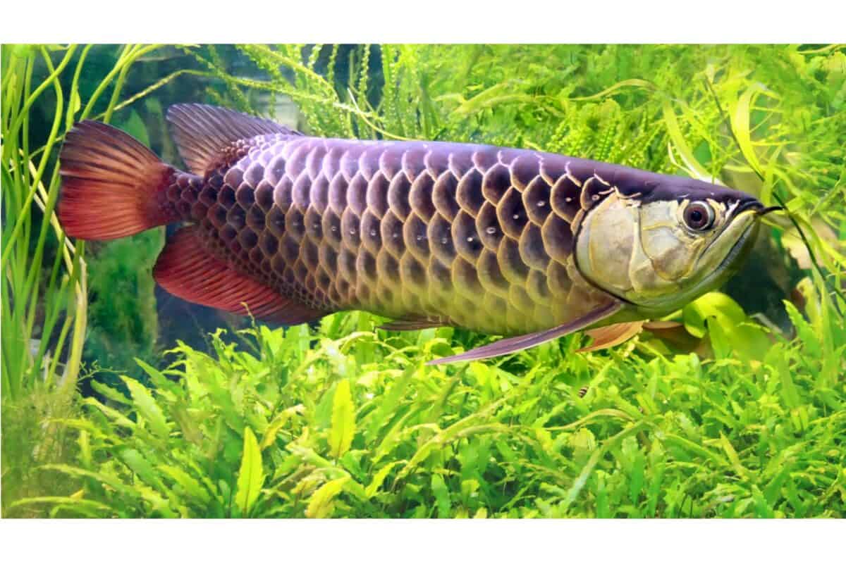 arowana