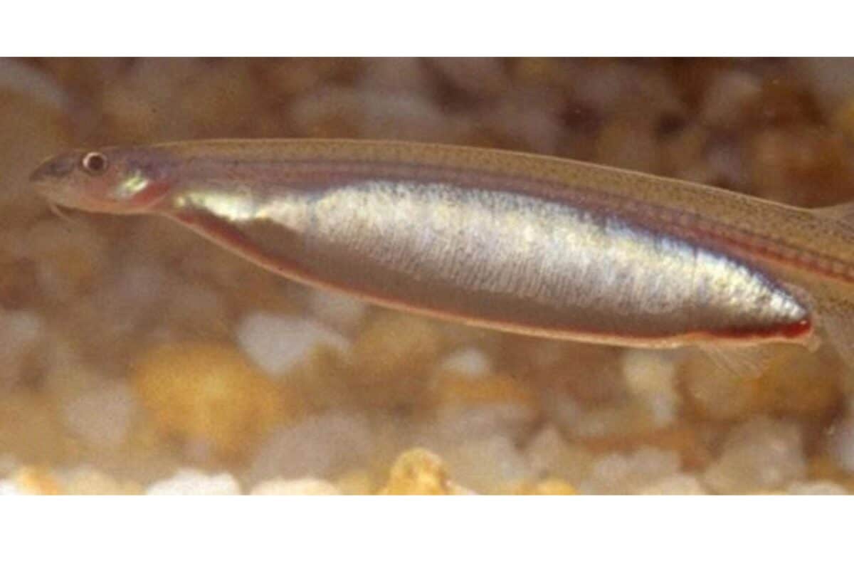 candiru