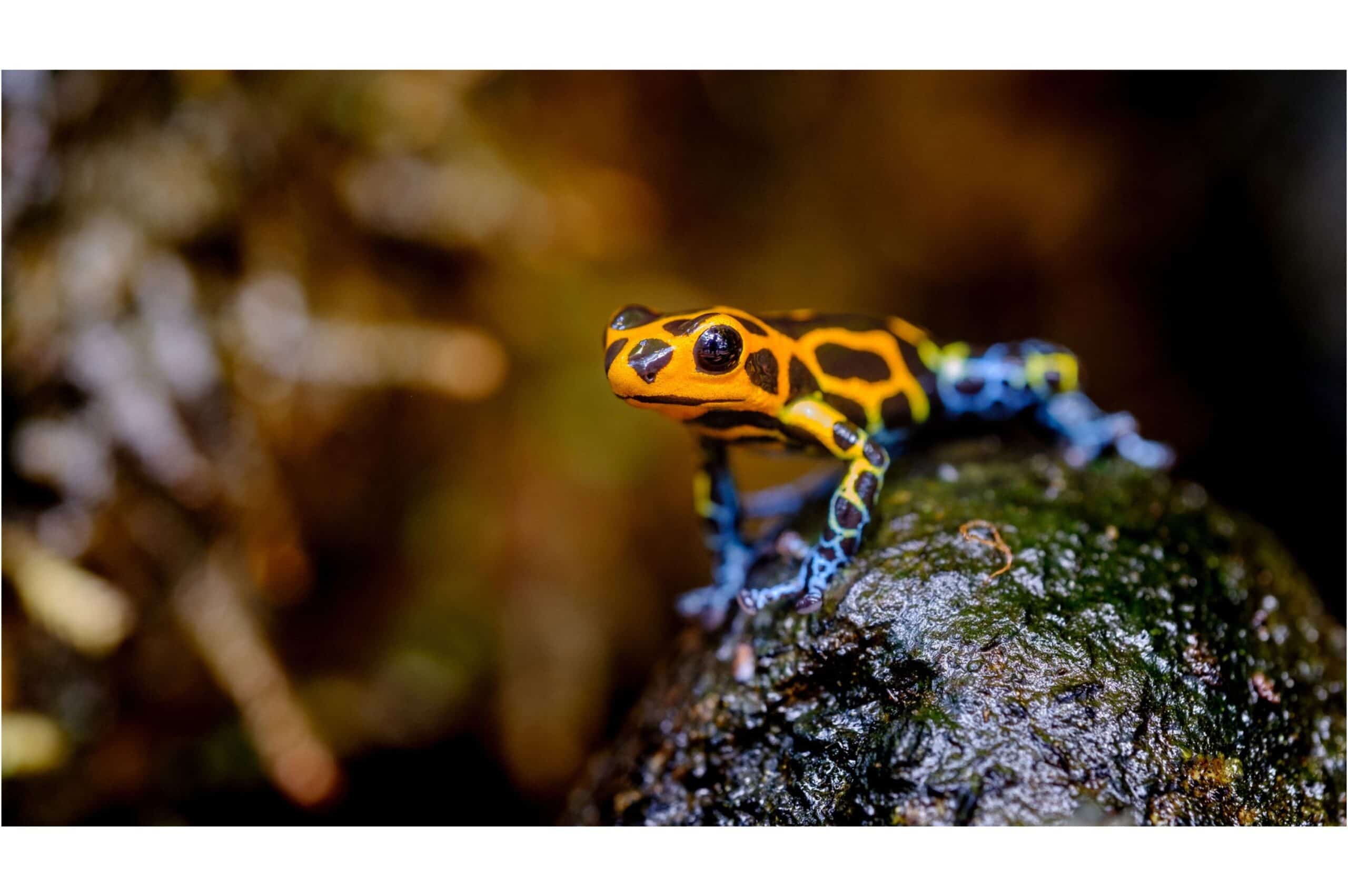 poison dart frog