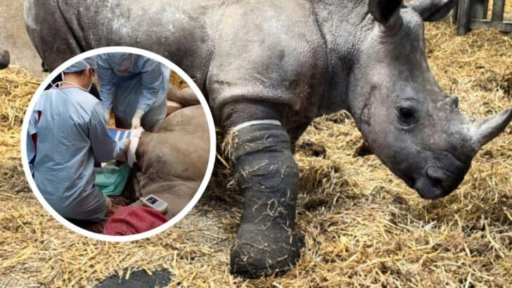 Baby Rhino Receives World-Class and World-First Operation Involving 10 Vets and Lasting 5 Hours