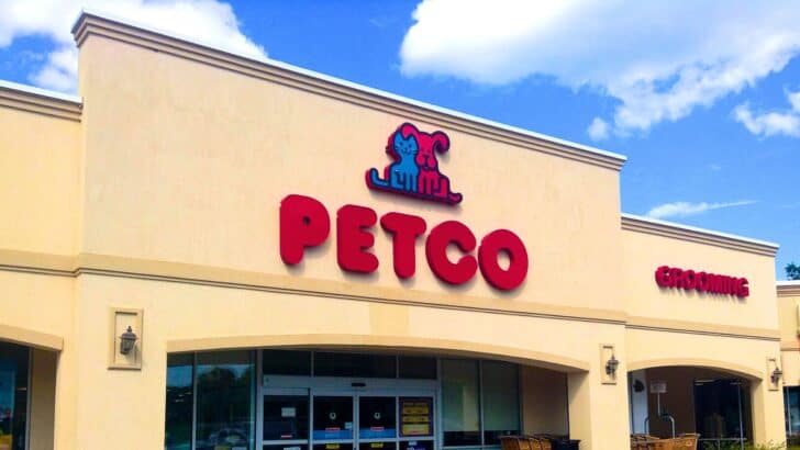 Activists Overjoyed That Petco Finally Stops Selling Rabbits to Prevent the Trend of ‘Bunny Dumping’