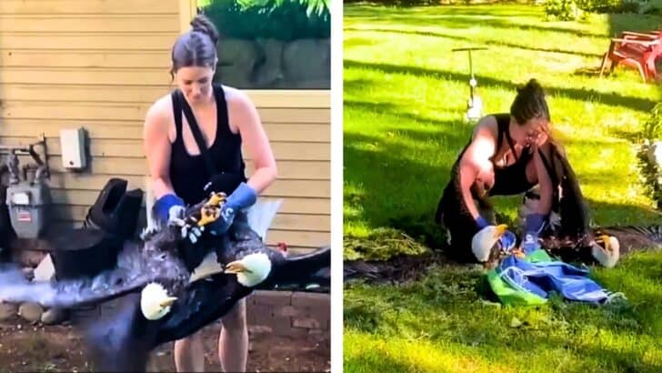 Bold Woman Breaks Up Intense Fight Between Two Bald Eagles