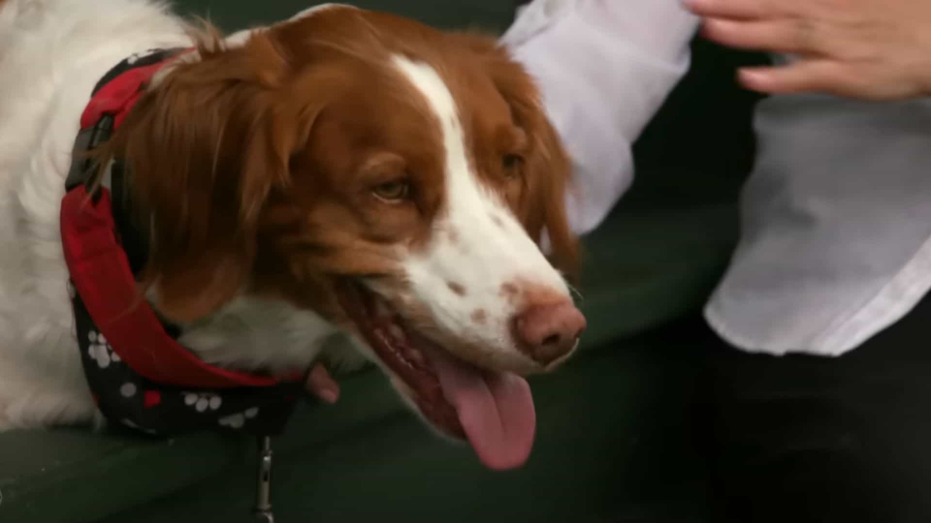 dog walks like a human 