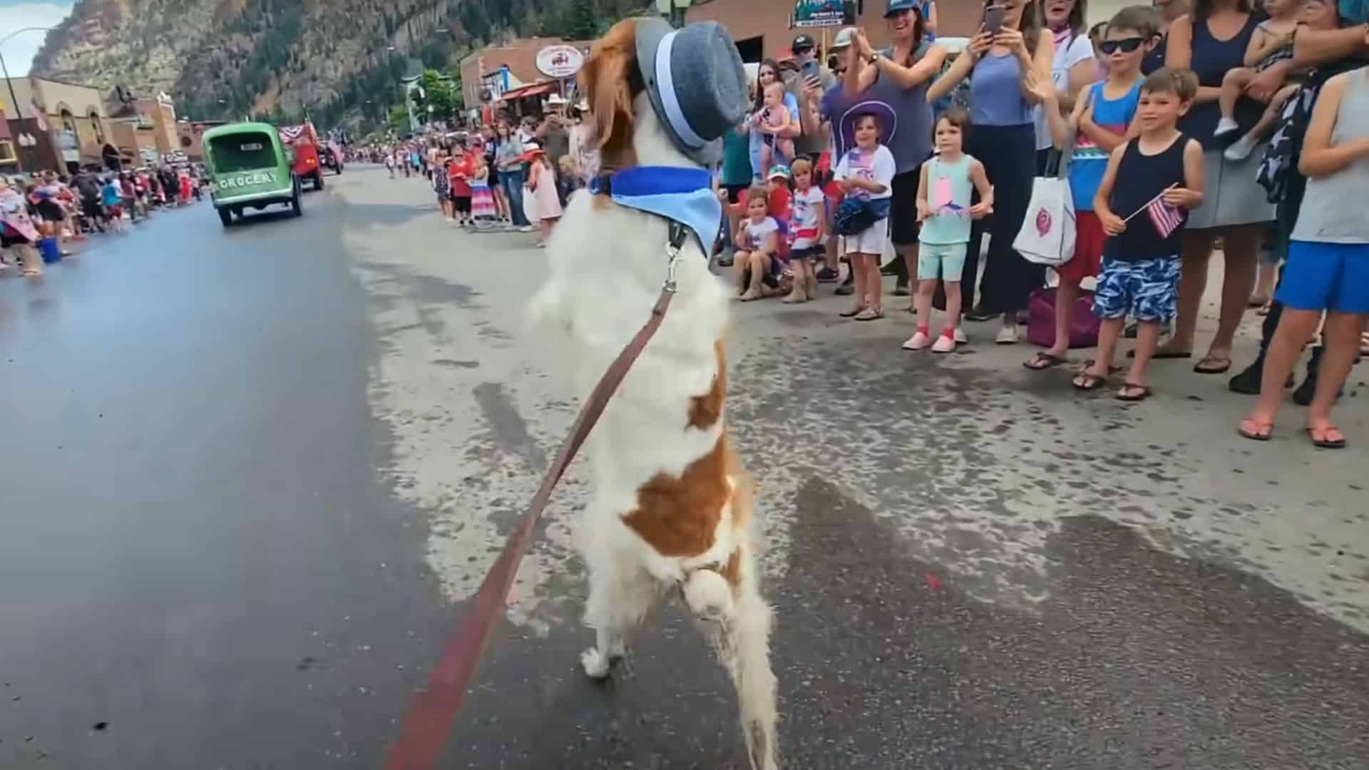 dog walks like a human 
