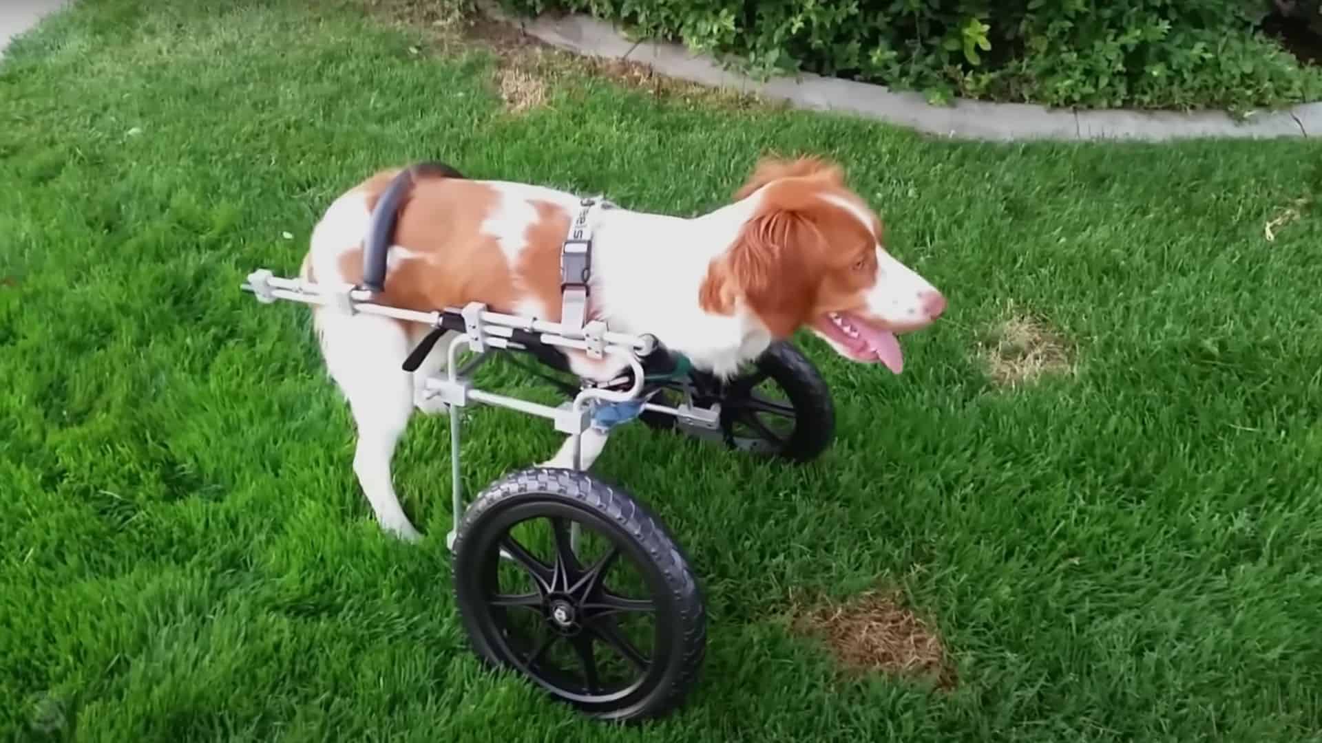 dog walks like a human 