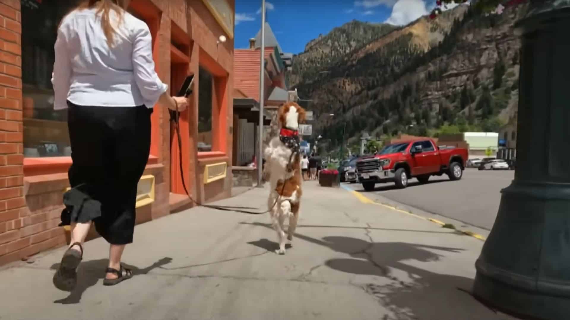 dog walks like a human 