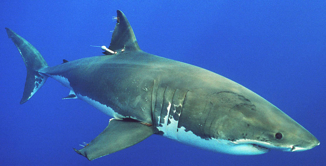 Tagged great white shark