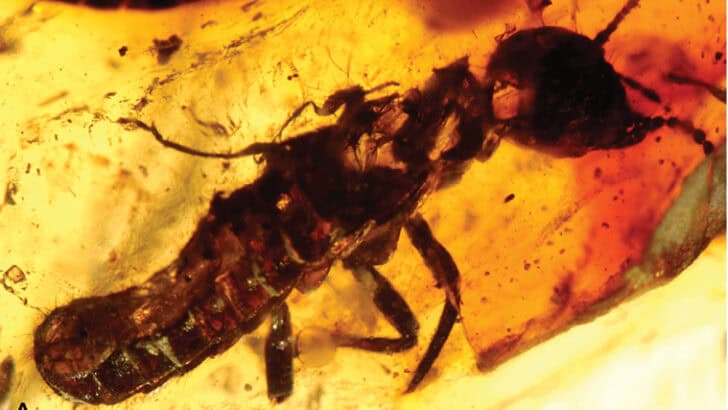 10 Phenomenal Animal Discoveries Made Recently