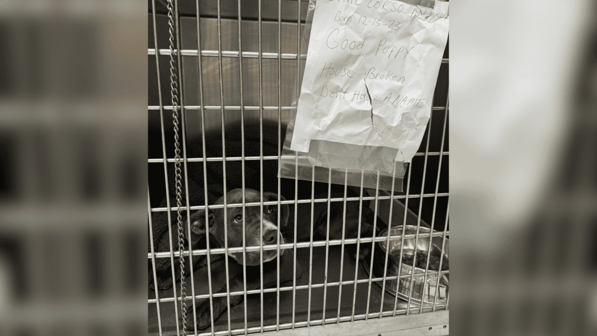 Puppy abandoned outside of the shelter with a note.