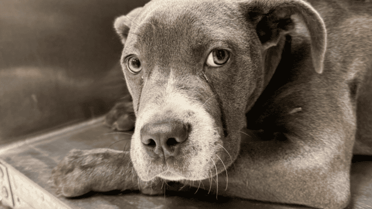 Abandoned Puppy Found Crying Outside Shelter With Heartbreaking Note