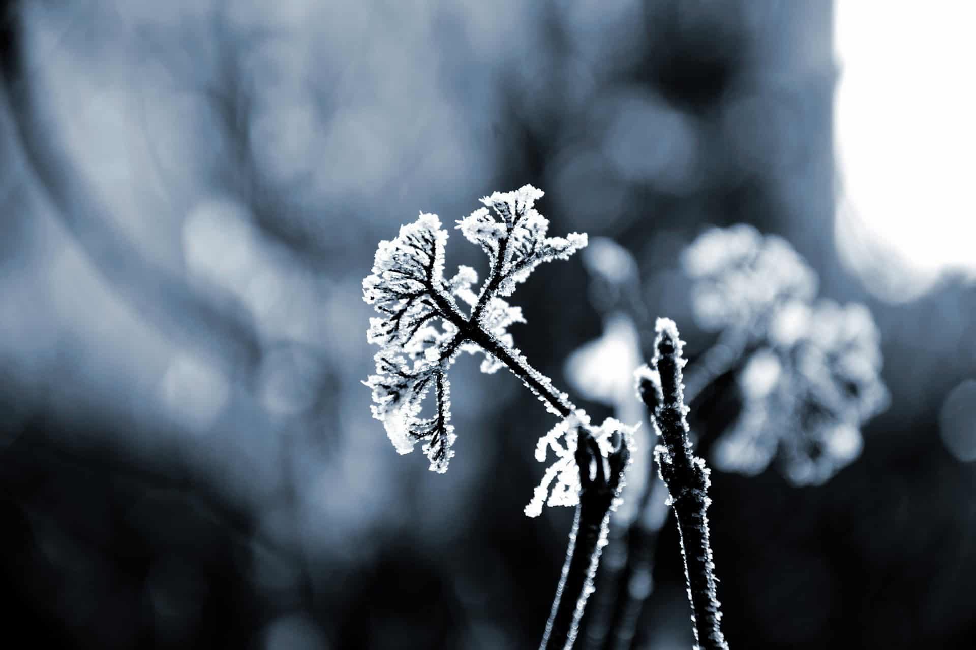 frost 