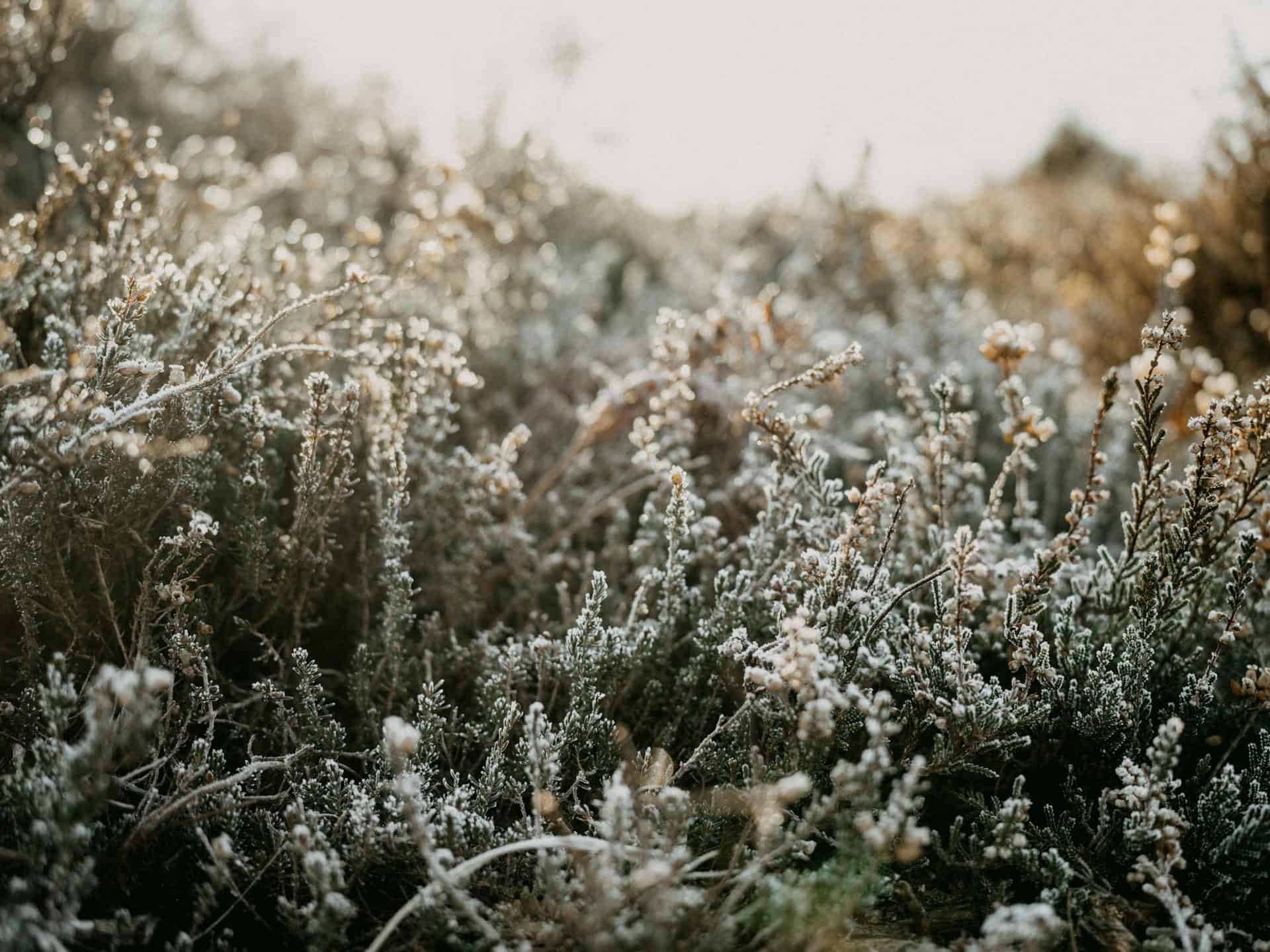 frost 
